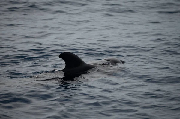 Avistamiento Ballenas Desde Embarcación Avistada Familia Ballenas Cerca Costa Tenerife — Foto de Stock