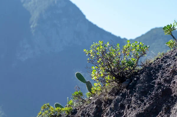 Vista Panorámica Las Verdes Montañas Del Parque Nacional Anaga Norte — Foto de Stock