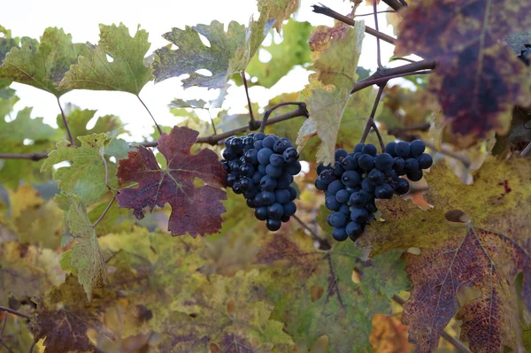 意大利托斯卡纳市蒙塔尔奇诺镇附近葡萄园上五彩缤纷的秋天 成熟的蓝色桑乔维亚葡萄收获后挂在植物上 — 图库照片