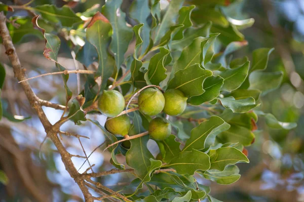 Nueces Macadamia Australianas Verdes Duras Que Cuelgan Las Ramas Árbol — Foto de Stock