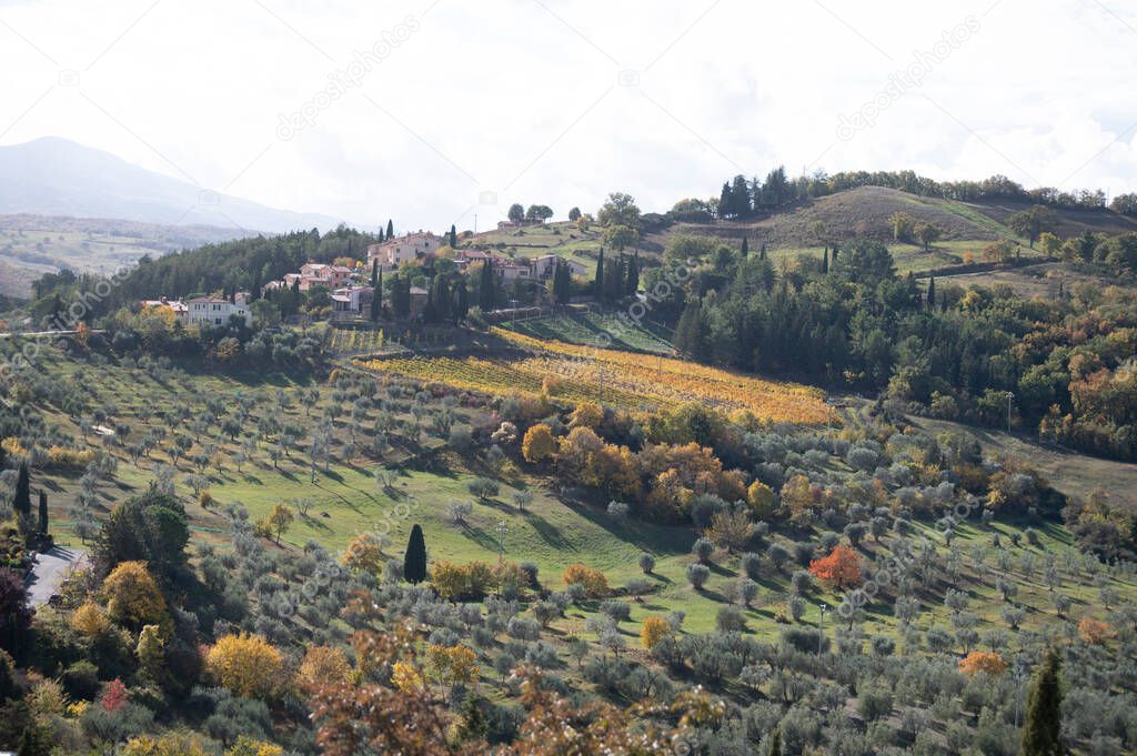 Aerial view on hills near Castiglione, Tuscany, Italy. Tuscan landscape with cypress trees, vineyards, forests and ploughed fields in sunny autumn.