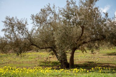 Bahar mevsiminde tepelerde zeytin ağaçları, sarı yabani çiçekler, Endülüs, İspanya