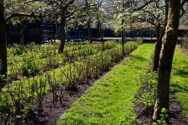 Bahar, armut ağacından beyaz çiçek, güneşli bir günde Hollanda, Betuwe 'de meyve ağaçları olan bahçe.