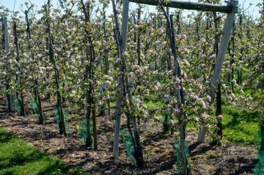 Bahar çiçekleri elma ağaçları, Nisan ayında Hollanda, Betuwe 'de meyve bahçeleri.