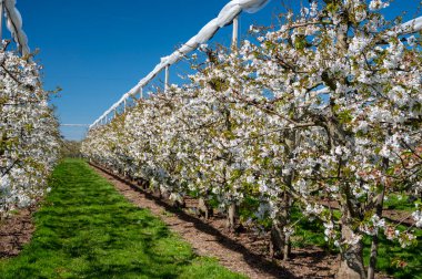 Bahar çiçekleri tatlı kiraz ağaçları, Betuwe, Hollanda 'da meyve bahçeleri güneşli bir günde