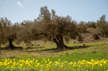 Bahar mevsiminde tepelerde zeytin ağaçları, sarı yabani çiçekler, Endülüs, İspanya