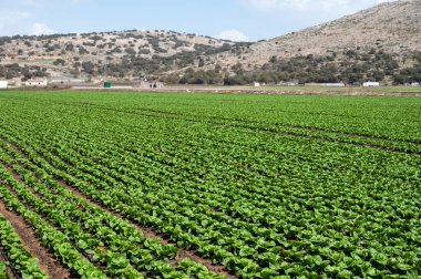 Yeşil salatalı tarlalar. Zafarraya kasabası yakınlarındaki tarım vadisinde panoramik manzara sebze, yeşil marul salatası, lahana, enginar, Endülüs, İspanya