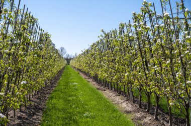 Armut ağacından bahar beyaz çiçekleri, güneşli bir günde Hollanda, Betuwe 'de meyve bahçeleri.