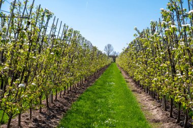 Armut ağacından bahar beyaz çiçekleri, güneşli bir günde Hollanda, Betuwe 'de meyve bahçeleri.