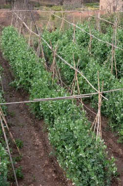 Baharda Granada, Endülüs, İspanya 'daki ortaçağ kalesi Alhambra' da yeşil soğanlı ve geniş fasulyeli sebze bahçelerine bakın.