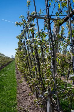 Armut ağacından bahar beyaz çiçekleri, güneşli bir günde Hollanda, Betuwe 'de meyve bahçeleri.