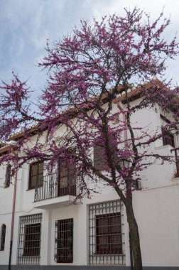 Bahar ayında eski dünya mirası şehri Granada, Endülüs, İspanya 'da yürüyüş