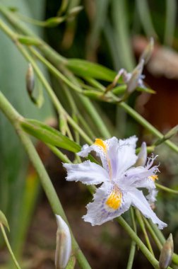 Çiçek açan iris japonica 'nın mavi beyaz çiçekleri bahçedeki yabani bitkiler
