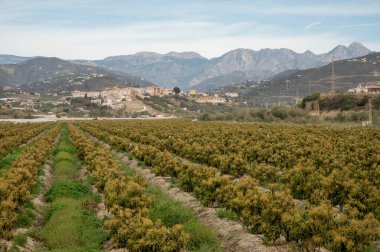 Kosta Tropikal, Endülüs, İspanya 'daki çiftliklerde bulunan yemyeşil avokado ağaçlarının hava manzarası. İspanya 'da avokado meyvelerinin yetiştirilmesi.