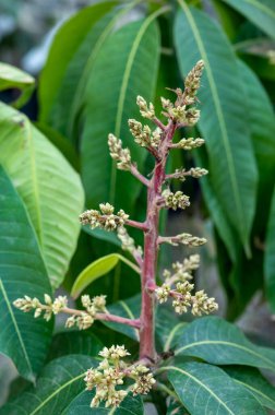 Kosta Tropikal, Endülüs, İspanya 'daki fidanlıklarda mevsimlik yeşermiş mango ağaçları.