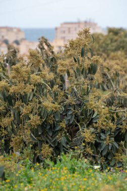 Costa del Sol, Endülüs, İspanya 'daki fidanlıklarda mevsimlik yemyeşil avokado ağaçları hasat ediliyor.