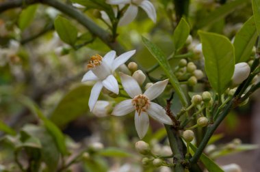 Aromatik beyaz portakal ağacı çiçeklerinin bahar çiçekleri kapanıyor