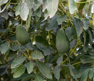 Costa del Sol, Endülüs, İspanya 'daki fidanlıklarda mevsimlik yemyeşil avokado ağaçları hasat ediliyor.