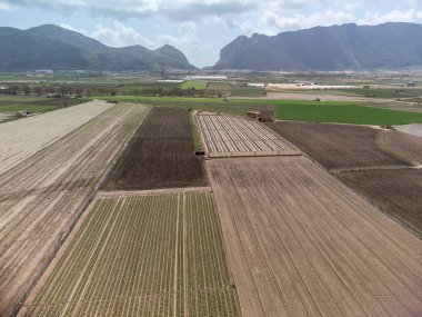 Yeşil salatalı tarlalar. Zafarraya kasabası yakınlarındaki tarım vadisinde hava manzarası sebze, yeşil marul salatası, lahana, enginar, Endülüs, İspanya