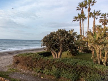 Nisanda Costa del Sol, Endülüs, İspanya 'da Torrox Costa' nın palmiye ağaçlarıyla dolu plajlar. Kış boyunca İspanya.