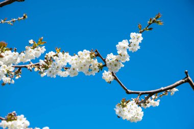 Bahar çiçekleri tatlı kiraz ağaçları, Betuwe, Hollanda 'da meyve bahçeleri güneşli bir günde