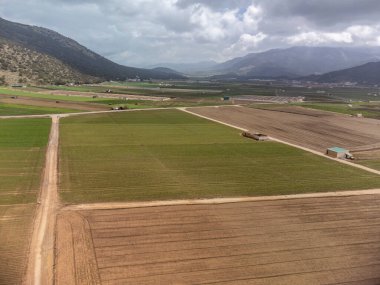 Yeşil salatalı tarlalar. Zafarraya kasabası yakınlarındaki tarım vadisinde hava manzarası sebze, yeşil marul salatası, lahana, enginar, Endülüs, İspanya