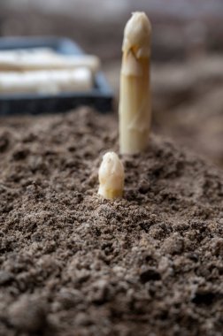 Yeni mevsim beyaz kuşkonmaz sebzeleri, olgun kaliteli Hollanda kuşkonmazı hasadı.