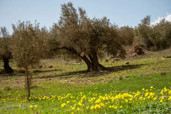 Bahar mevsiminde tepelerde zeytin ağaçları, sarı yabani çiçekler, Endülüs, İspanya