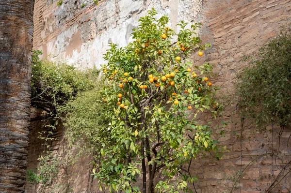 Middeleeuwse Tuinen Andalusische Stijl Bomen Planten Bloemen Fonteinen Lente — Stockfoto