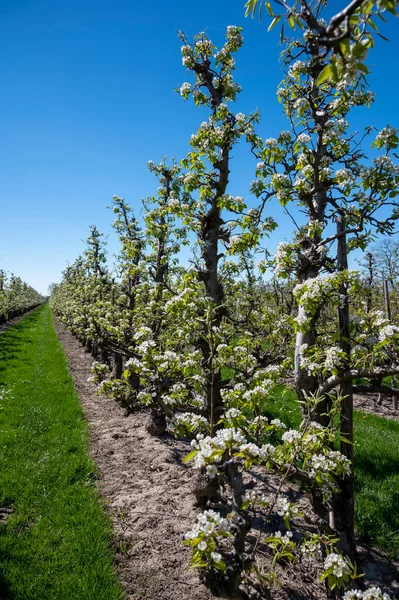 Spring White Blossom Pear Tree Fruit Orchards Betuwe Netherlands Sunny — Foto de Stock