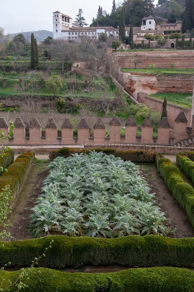 Uitzicht Groentetuinen Met Groene Artisjokken Planten Heuvel Middeleeuwse Vesting Alhambra — Stockfoto