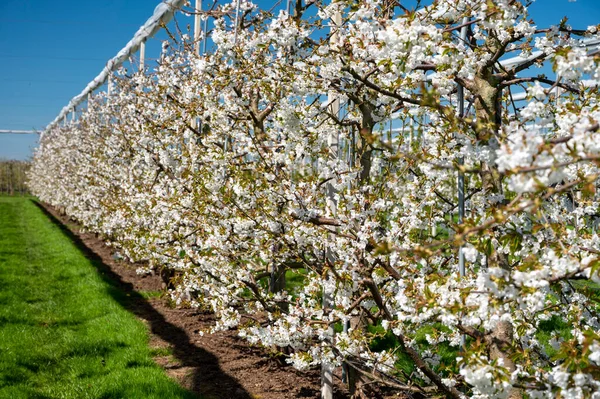 Bahar çiçekleri tatlı kiraz ağaçları, Betuwe, Hollanda 'da meyve bahçeleri güneşli bir günde
