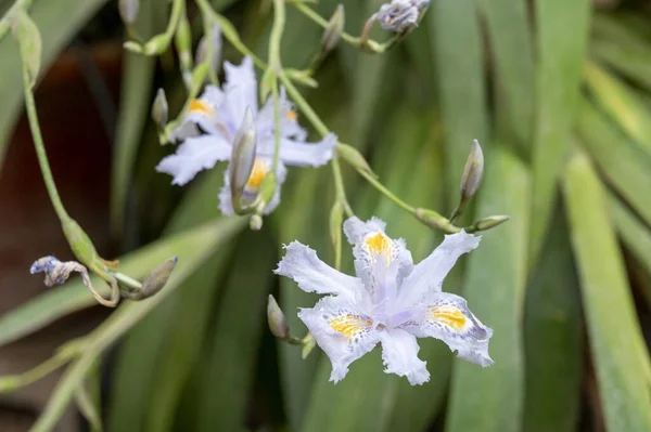 Fleurs Bleues Blanches Iris Japonica Floraison Plante Sauvage Dans Jardin — Photo