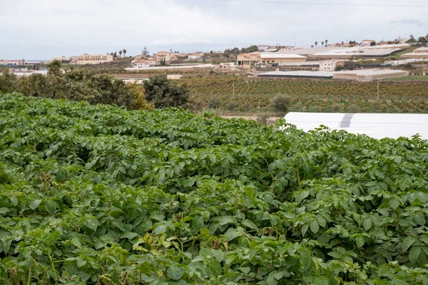 Zöld Burgonya Növények Kültéri Ültetése Betakarításra Kész Környezetbarát Gazdálkodás Andalúziában — Stock Fotó