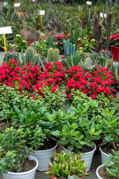 Nombreuses Plantes Jardin Tropicales Exotiques Des Fleurs Colorées Vendre Dans — Photo