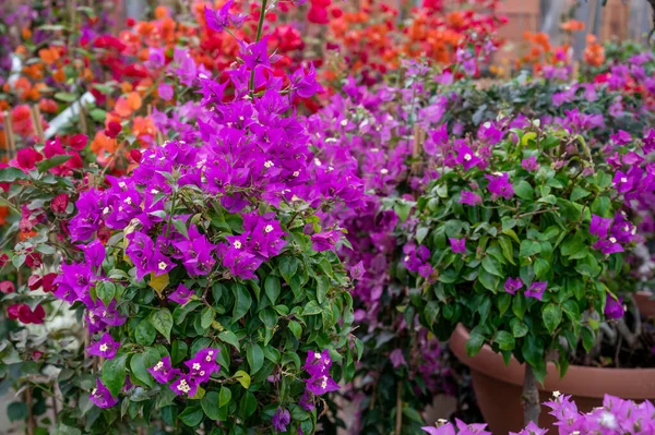 Muchas Plantas Jardín Tropicales Exóticas Diferentes Flores Buganvillas Colores Venta — Foto de Stock