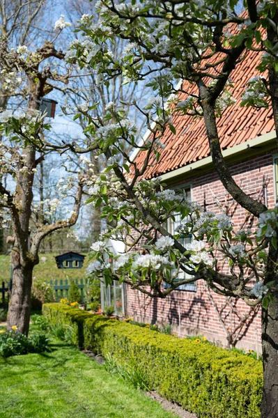 Spring White Blossom Pear Tree Garden Fruit Trees Betuwe Netherlands — Fotografia de Stock