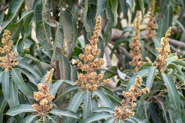 Säsongsblommor Vintergröna Mangofruktträd Plantager Costa Tropical Andalusien Spanien Närbild — Stockfoto