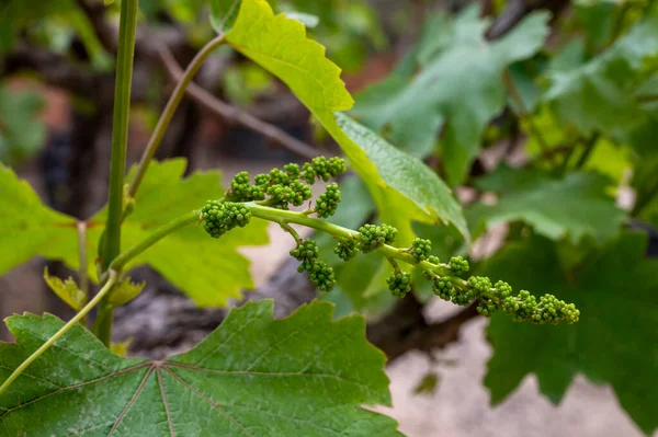 Agrupamento Jovem Uvas Flor Vinha Uva Velha Vinha — Fotografia de Stock