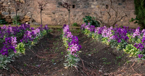 Blüte Von Rosa Und Lila Frühlingsblumen Spanischen Garten — Stockfoto