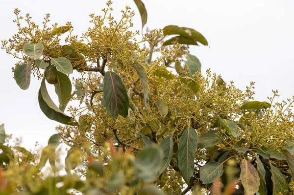 Skörd Och Säsongsblommor Vintergröna Avokadoträd Plantager Costa Del Sol Andalusien — Stockfoto