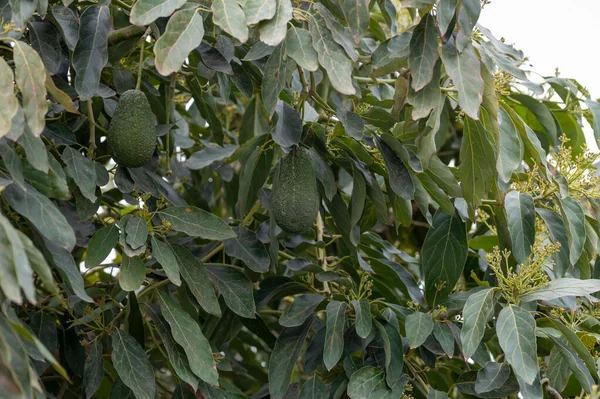 Harvesting Seasonal Blossom Evergreen Avocado Trees Plantations Costa Del Sol — Stock Photo, Image