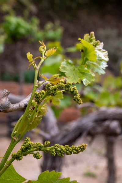 Jeune Grappe Raisins Fleur Sur Vigne Ancienne Sur Vignoble — Photo