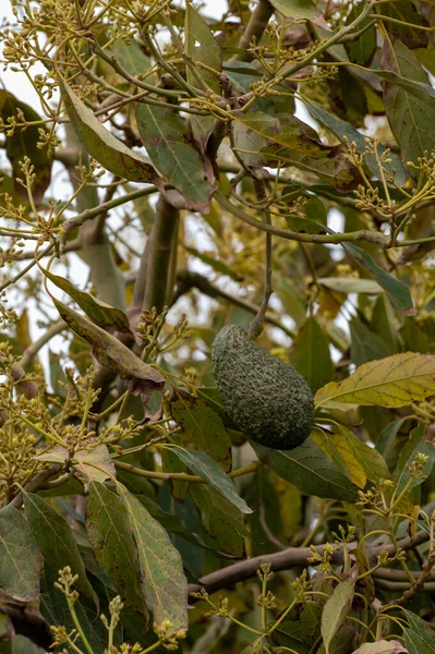 Ernte Und Saisonale Blüte Immergrüner Avocadobäume Auf Plantagen Der Costa — Stockfoto