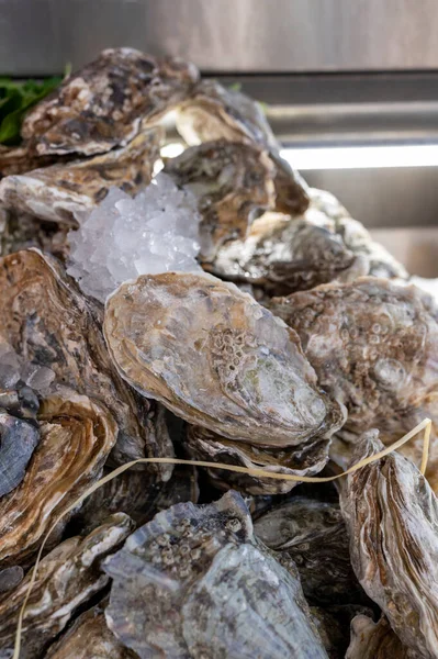 Fresh Raw Closed Oysters Seashells Sale Fish Market Ready Eat — Foto Stock