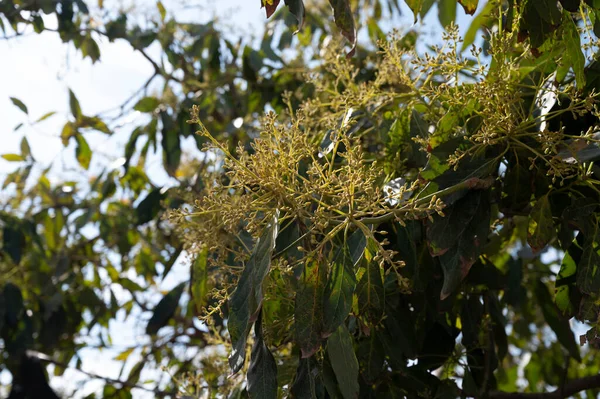 Nisan ayında, Kosta Tropikal, Endülüs, İspanya 'daki fidanlıklarda yemyeşil avokado ağaçlarının mevsimlik çiçekleri