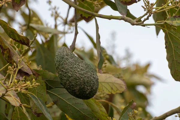 Harvesting Seasonal Blossom Evergreen Avocado Trees Plantations Costa Del Sol — Stock Photo, Image