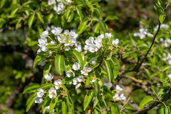 梨の木の春の白い花 晴れた日にオランダのベトゥエの果樹園 — ストック写真