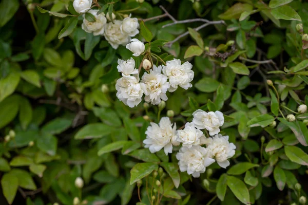 小さな白い花を閉じるとバラの植物を登る庭の古い石の壁 — ストック写真