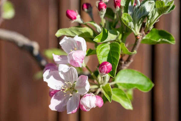 Spring Blossom Apple Tree Orchards Pink Apple Fruit Flowers Close — ストック写真